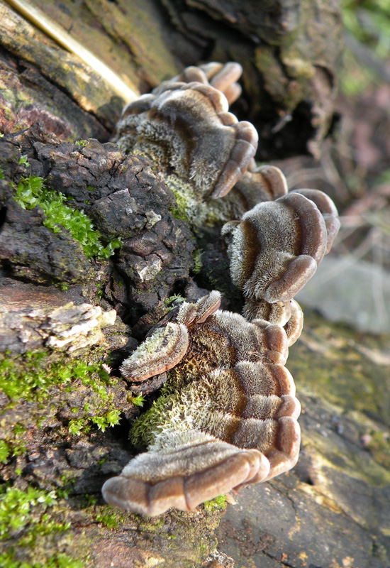 Aphyllophorales in giardino